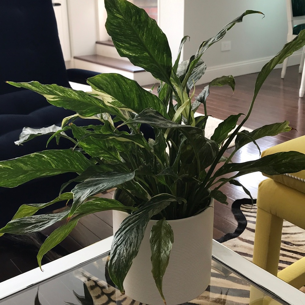 Meet your Posher, Beth